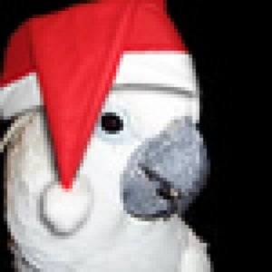 Profile picture for BlueCockatoo