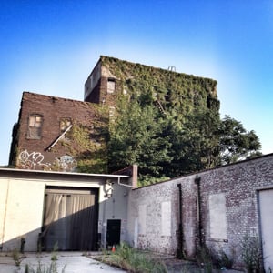 Profile picture for Spontaneous Urban Plants