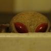 Zochox