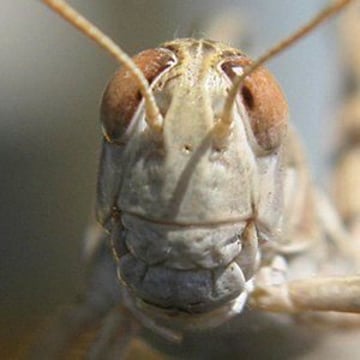 Vimeo profile picture for @grasshopper