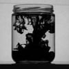saprophyte