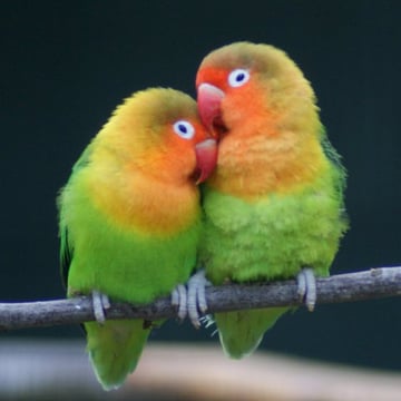Vimeo profile picture for @lovebirds