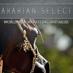 Profile picture for Arabian Select