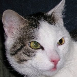 Profile picture for Craig Seeman