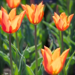 Profile picture for Lesley Topping