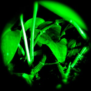 Profile picture for Rheyne