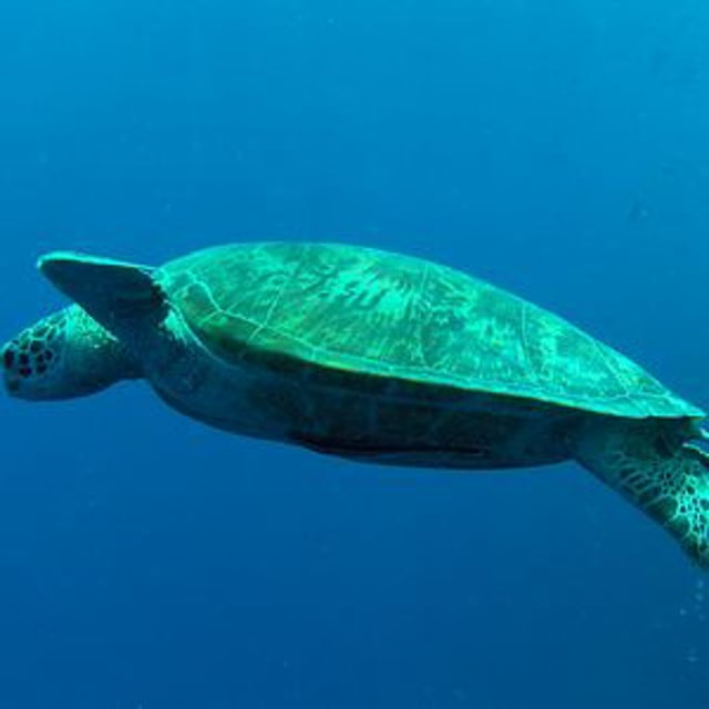 Greenturtle