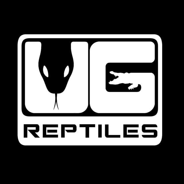 Underground Reptiles