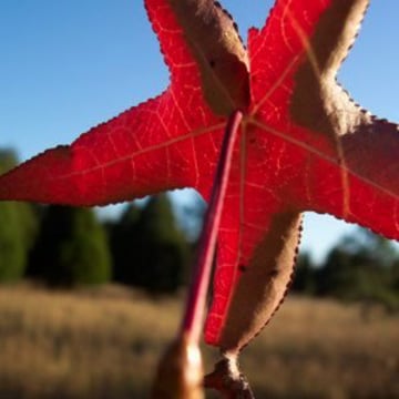 Vimeo profile picture for @leaf