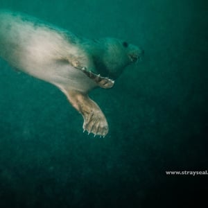 Profile picture for stray seal