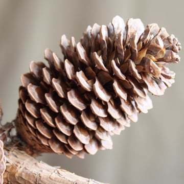Vimeo profile picture for @pinecone