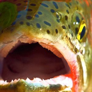 Profile picture for The Joy Of Fishing