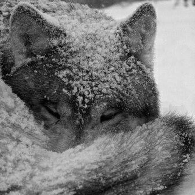 Замерзший волк. Замерзший волк. Волчица в снегу. Животные зимой. Замерзший волк.