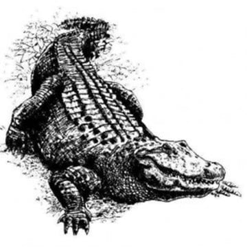 Vimeo profile picture for @alligator