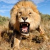 Squiver