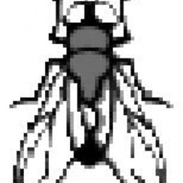 FLY