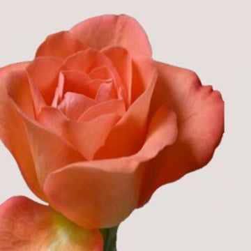 Vimeo profile picture for @rosebud