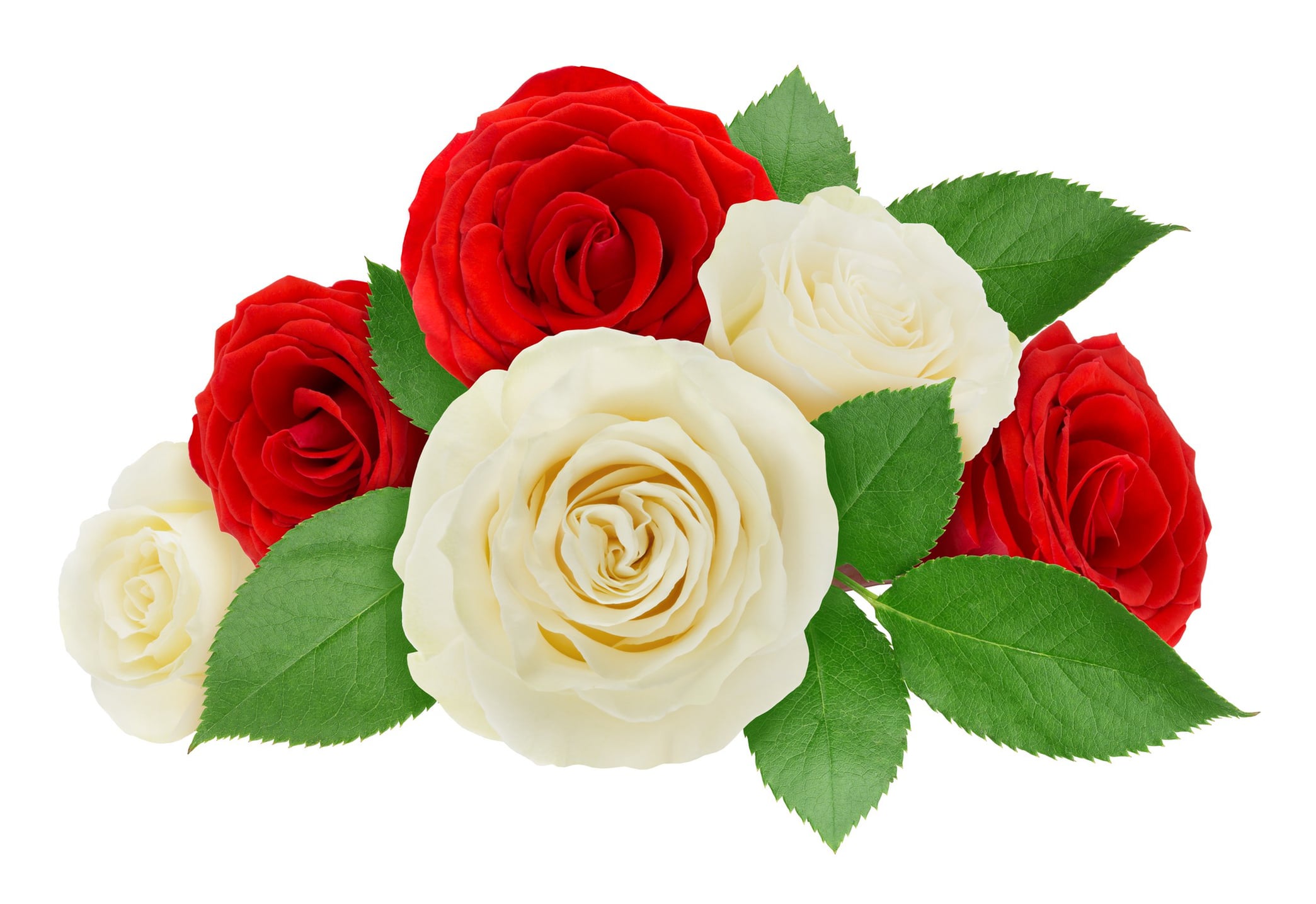 White Stock Flower Meaning