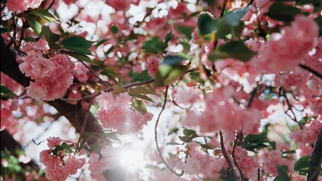 Worship - May 25, 2025