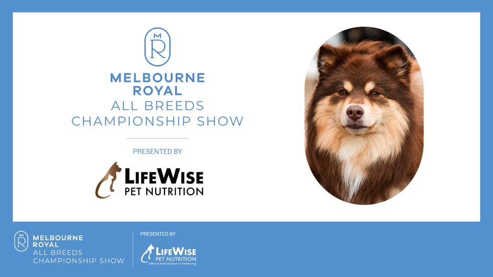 MELBOURNE rOYAL- 4TH PLACE IN the Working dog Group