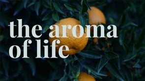 The Aroma of Life, Week 7