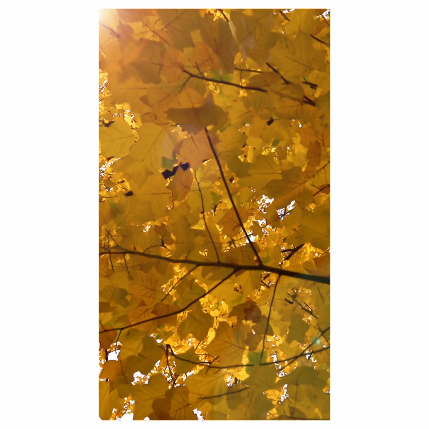 Fall Elements on Vimeo