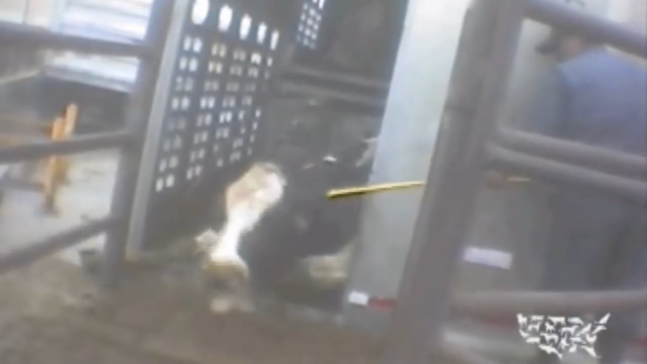 Undercover investigation at Chinos Hallmark Westland slaughterhouse (2008)