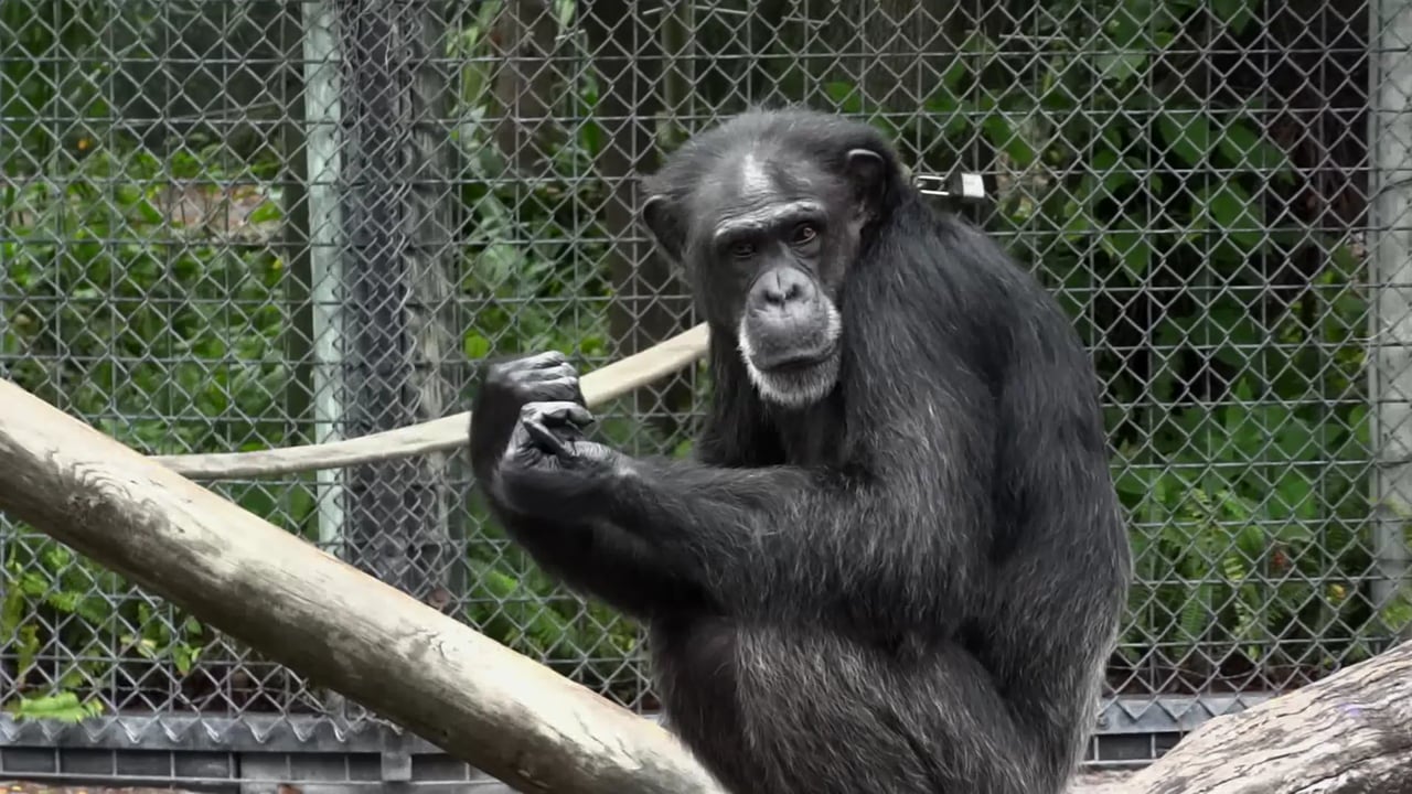 Chimpanzee at Zoo