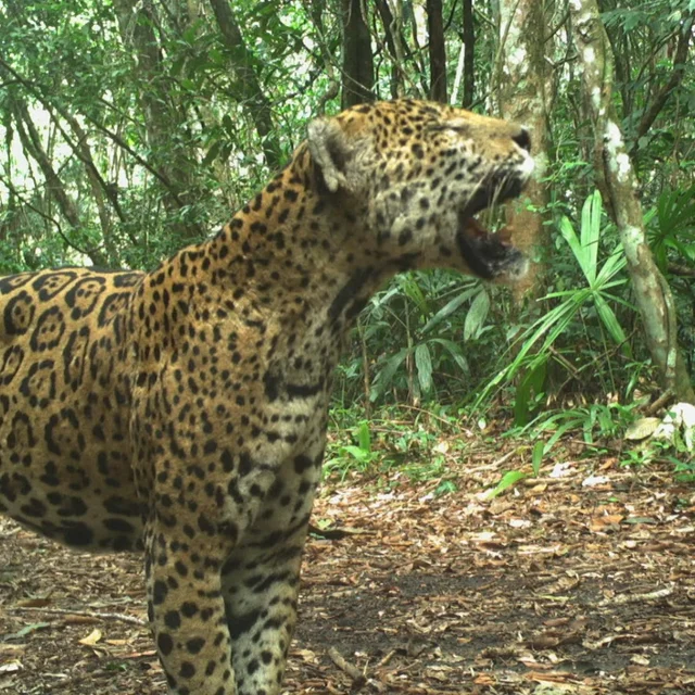 Jaguars in America: The case for rewilding the US southwest with