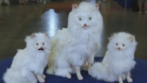 Antiques Roadshow WOW Cat Promo