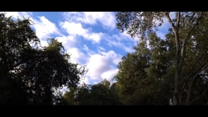 Mindful Moment - Clouds and Leaves