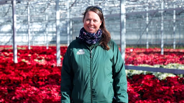 How to Grow & Care for Poinsettias Year-round