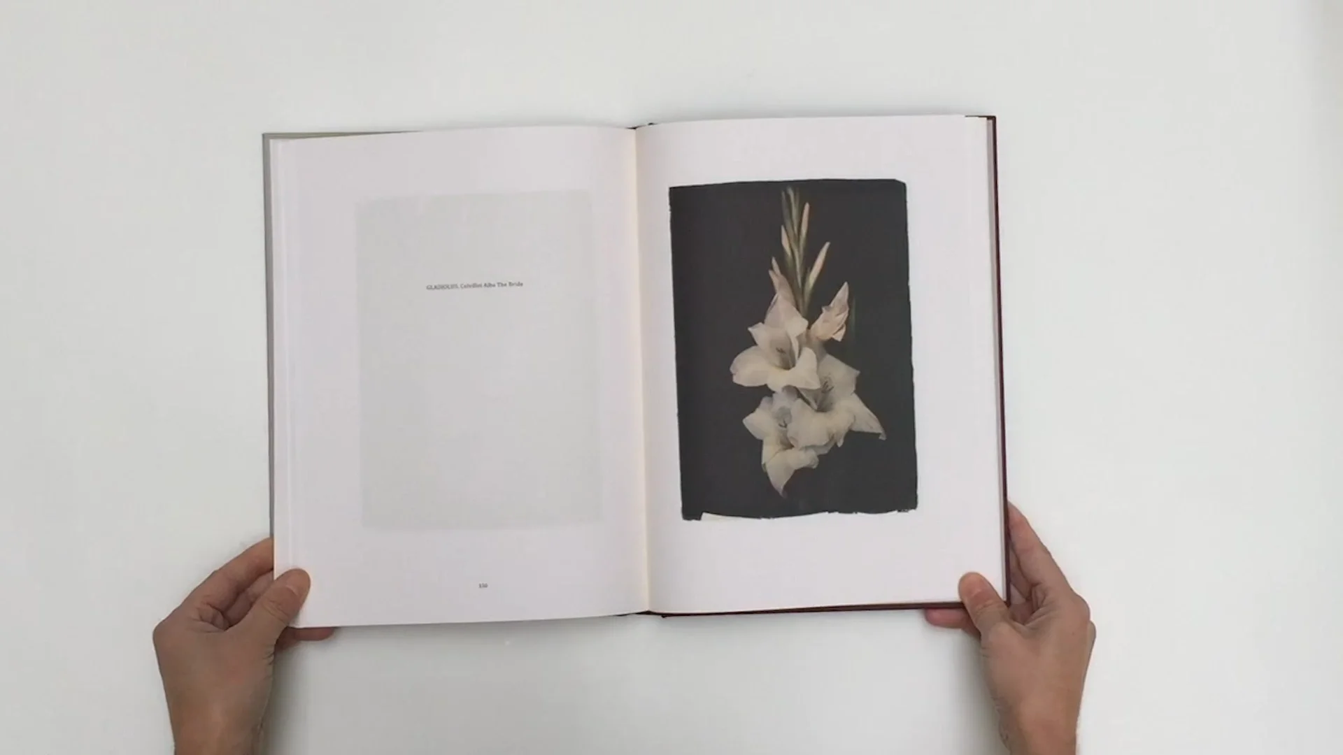 写真集　Les editions Ostra Les extravagantes - Atelier EXB
