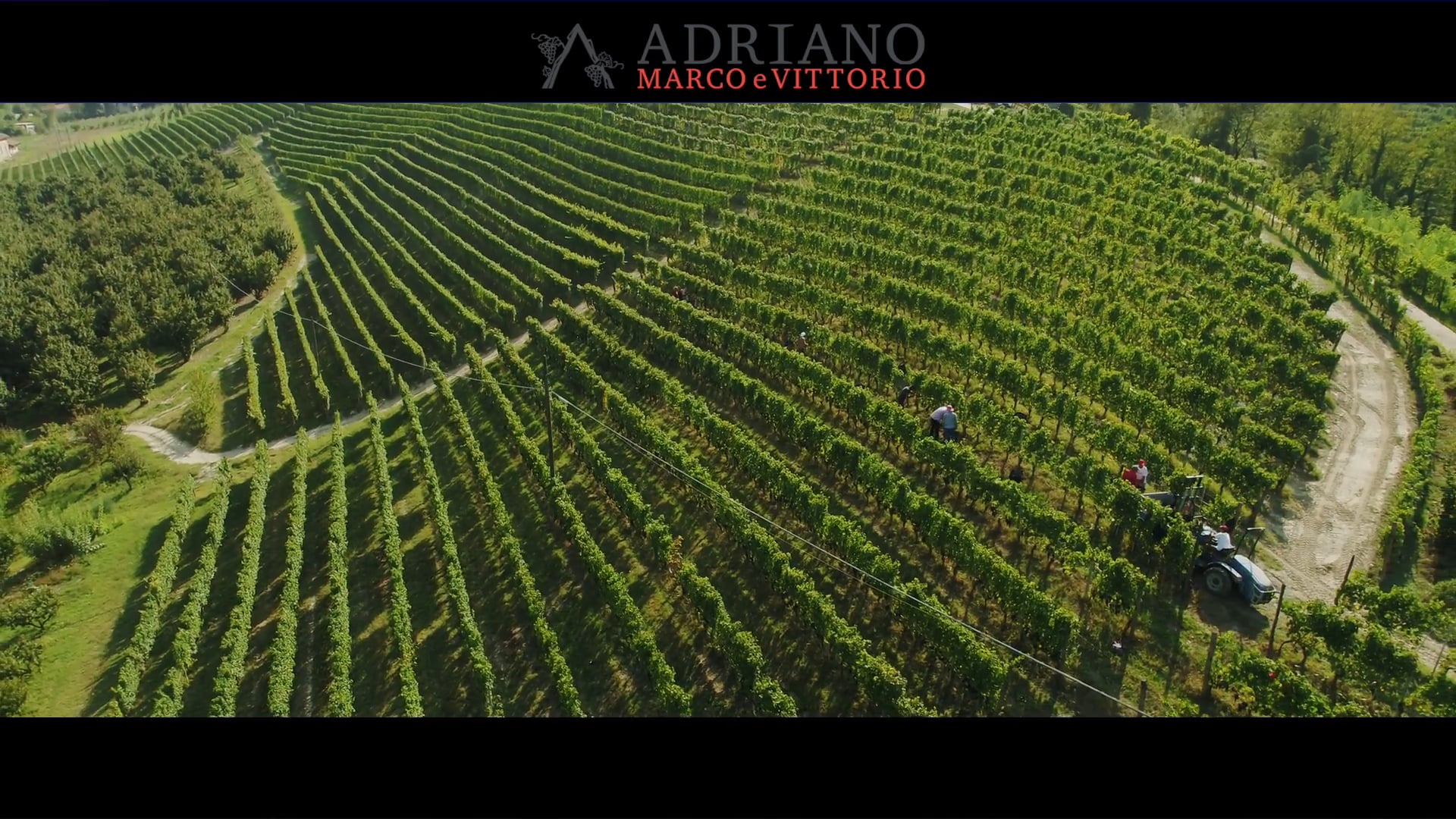Vendemmia 2020 -  Drone | Un'emozionante vista dall'alto della vendemmia 2020