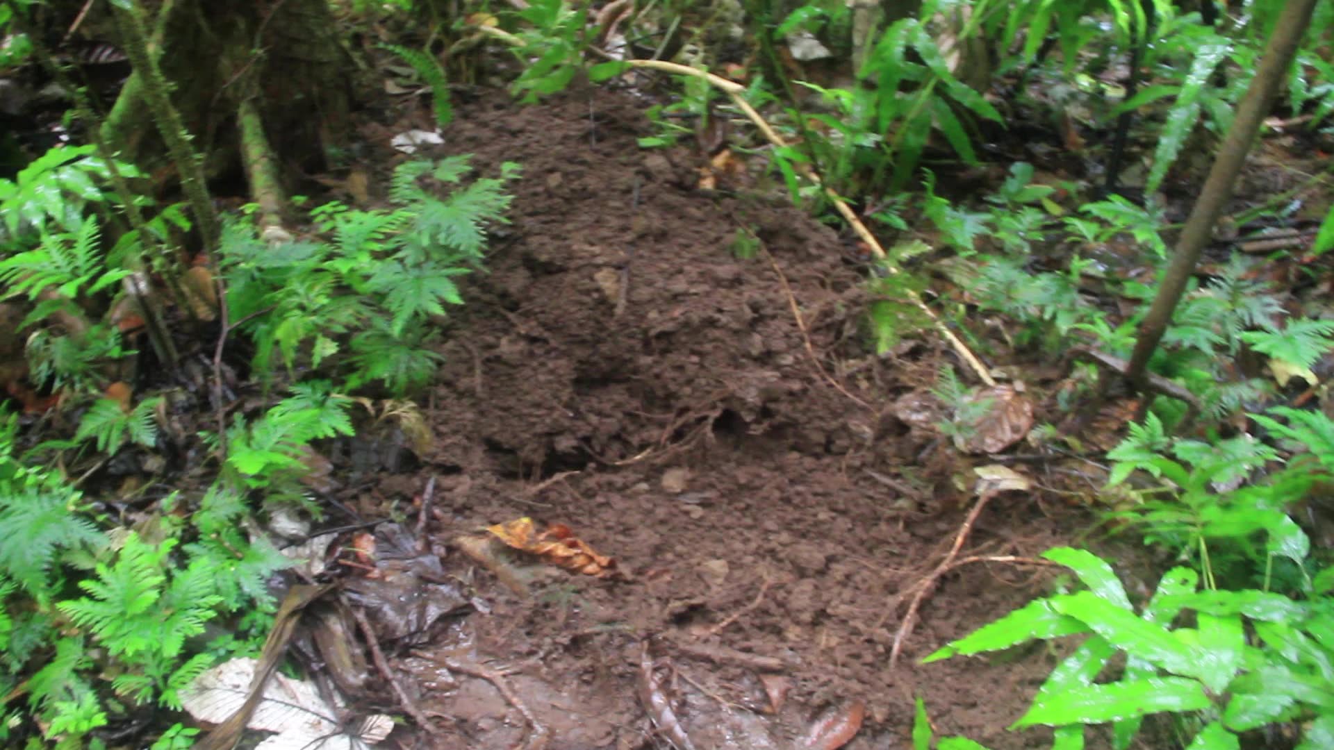 In Situ
