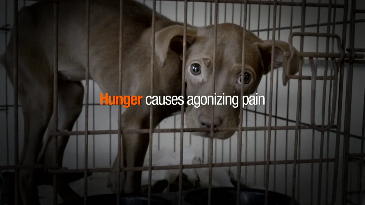 aspca commercial