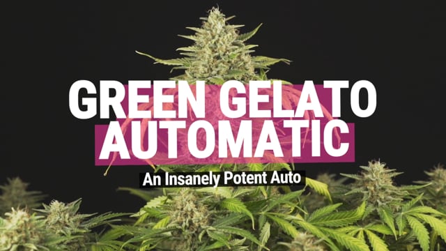 Green Gelato Auto - Royal Queen Seeds