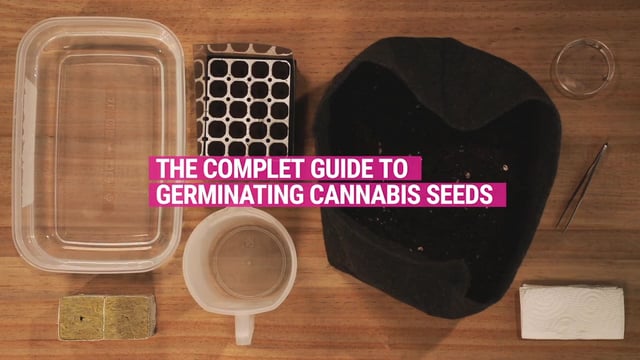 Cómo germinar semillas marihuana servilleta
