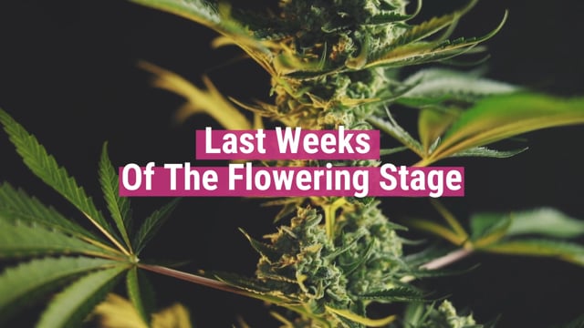 A Guide To The Final Weeks Of The Cannabis Flowering Stage