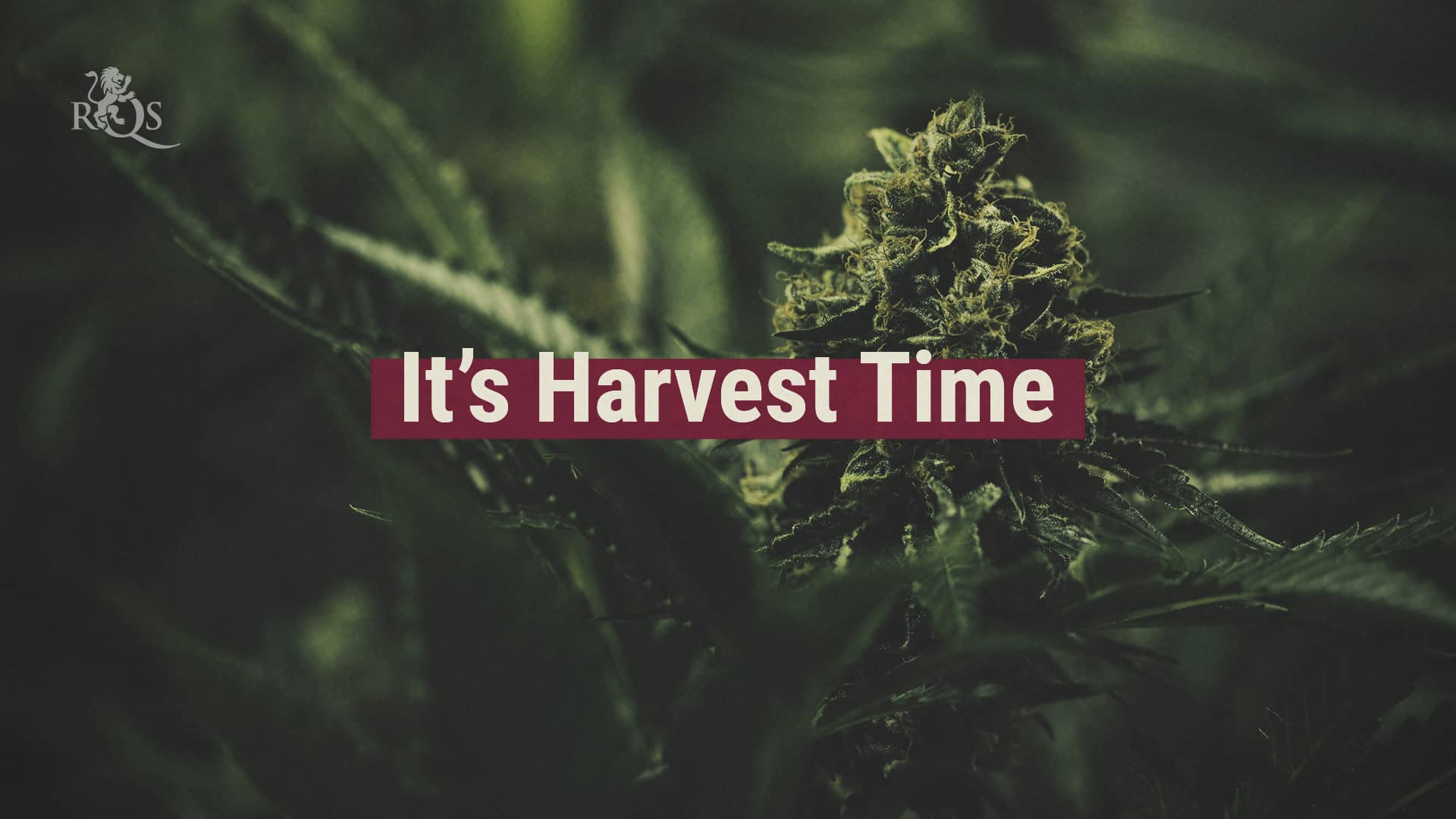 When Is The Best Time To Harvest Buds From Cannabis Plants? on Vimeo