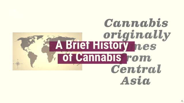 Cannabis: la historia de la hipocresía humana