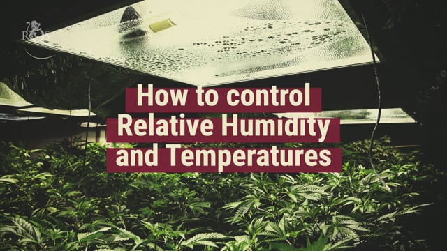 How To Protect Your Cannabis Plants From Heat Stress - Rqs Blog