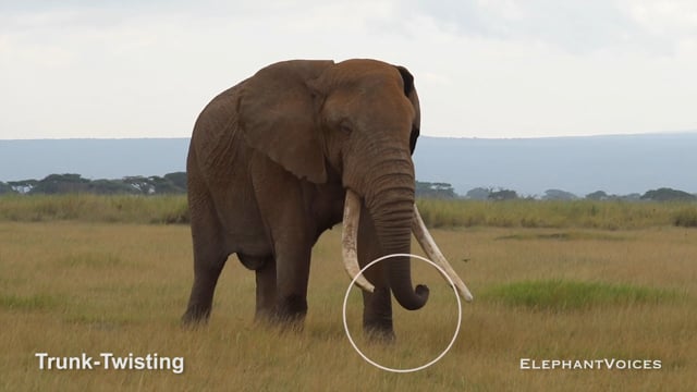 Trunk-Twisting. Context: Ambivalent (4)