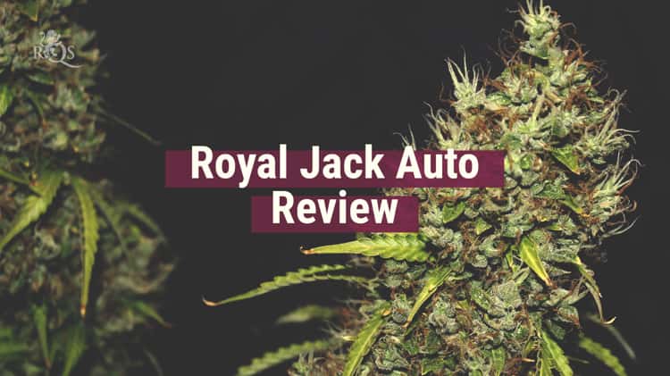 Royal Jack Automatic - Smoking Report on Vimeo