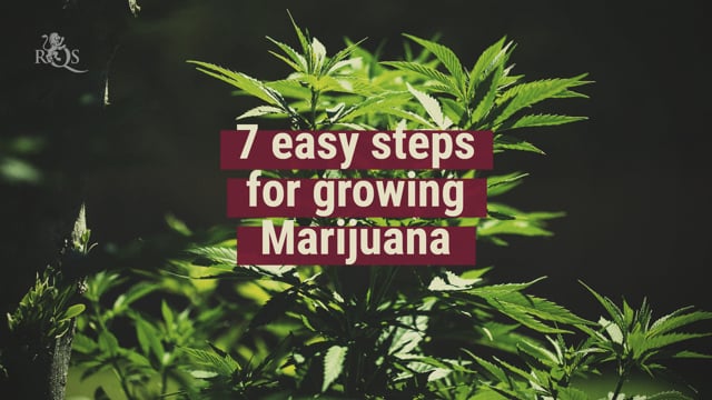 How To Grow Weed in 7 Easy Steps - Royal Queen Seeds USA