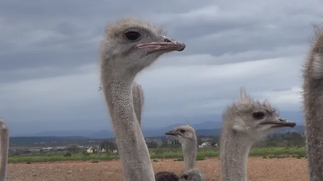 Real Bag-O-Ostrich Feathers