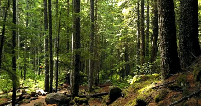 4k Forest Stock Video Footage for Free Download