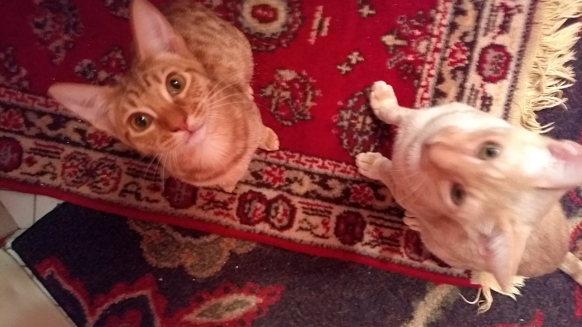 2020 November 24: Craving as False Refuge