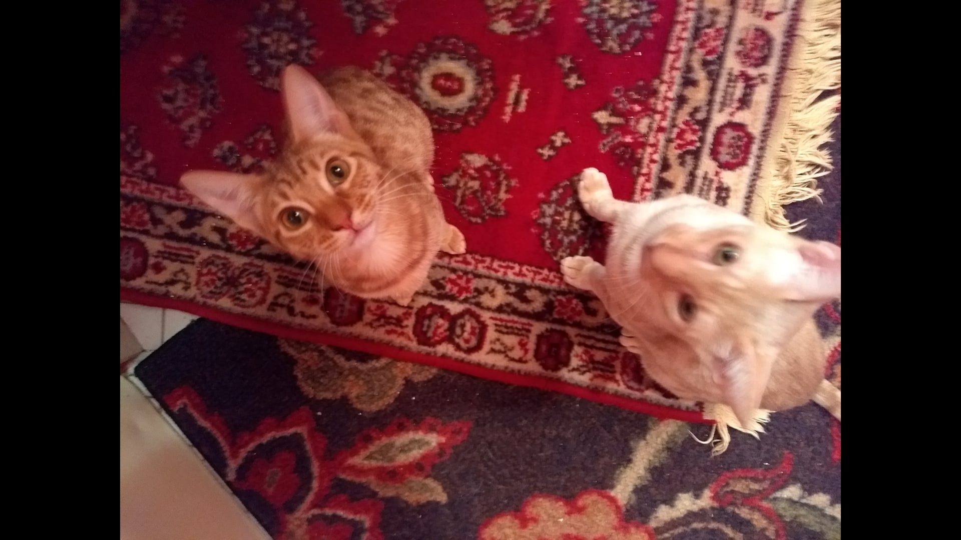 2020 November 24: Craving as False Refuge