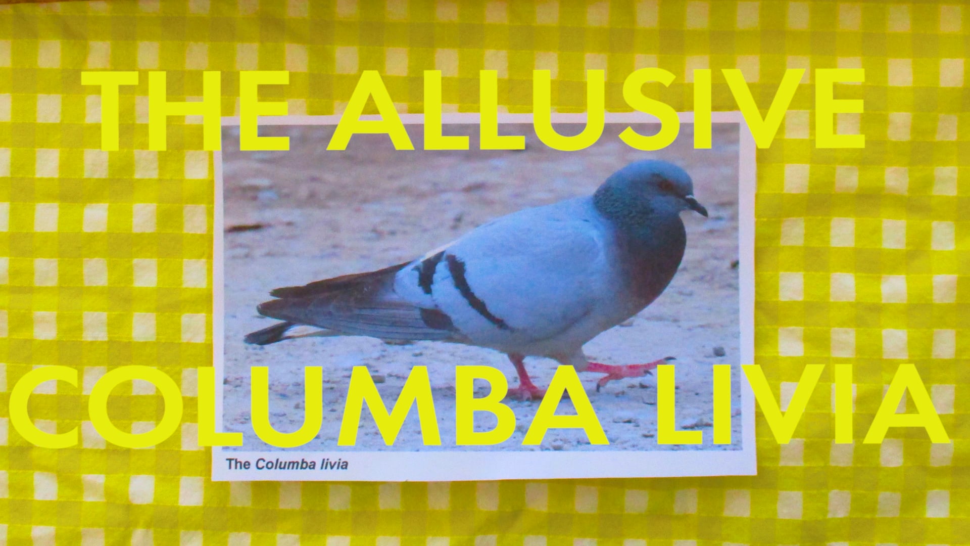 The Allusive Columba Livia (2020)
